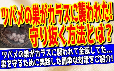 ツバメの巣を天敵のカラスから守る方法 突っ張り棒を使ってます